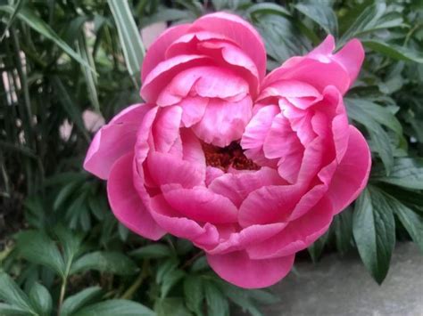 Paeonia officinalis or Peony | Online Flower Garden