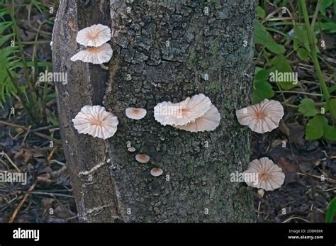 Marasmiellus Candidus Mushroom Marasmiellus Candidus Stock Photo Alamy