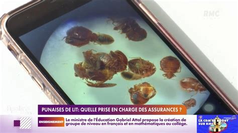 Punaise De Lit Quelle Prise En Charge Des Assurances