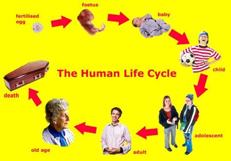 eLanguages - human life cycle