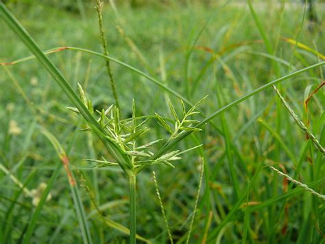 The Ultimate Guide To Lawn Weed Control In North Texas