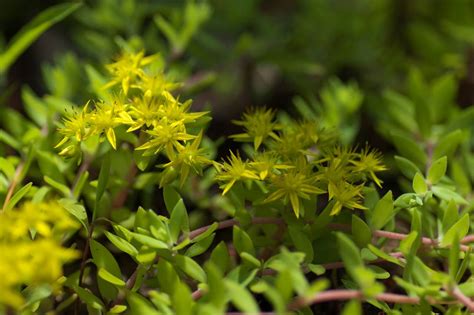 Sedum Sarmentosum Tsurumannengusa