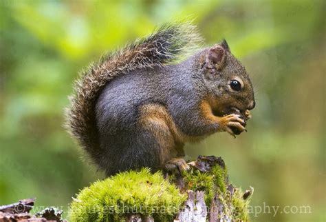 Native Washington Wildlife Janineschuttnaturephotography