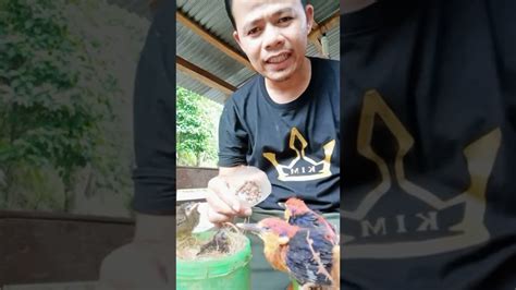 Cara Meloloh Burung Tengkek Dan Burung Kutilang Sutra Modal Pur Ikan