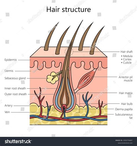 Hair Structure Structure Diagram Schematic Royalty Free Stock Vector