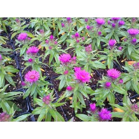 Aster Novae Angliae Vibrant Dome Stauden Pflanzen Kaufen Online