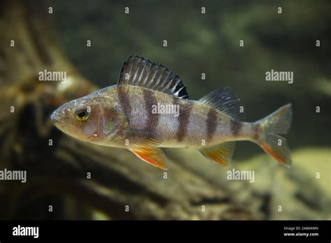 Common Perch European Perch Redfin Perch Eurasian River Perch