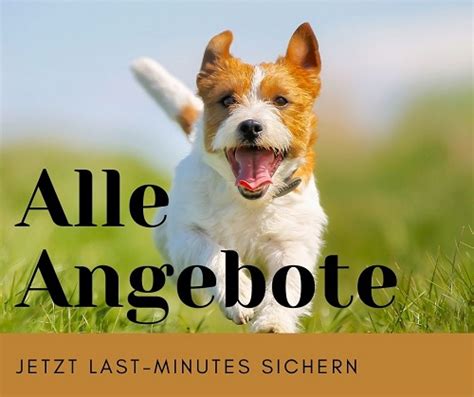 Last Minute Urlaub mit Hund Ferienhäuser und Angebote