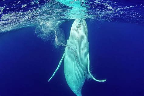 Humpback Whale Megaptera Novaeangliae Our Beautiful Wall Art And