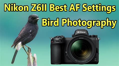 Nikon Z6ii Bird Photography Best Af Settings Youtube