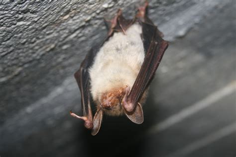 Exkursion Zu Den Winterschlafenden Flederm Usen Naturpark Nossentiner