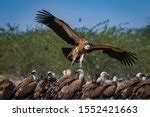 Vulture In Flight In Full Wingspan Image Free Stock Photo Public