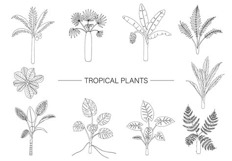 Vector set of tropical plants. Line drawing of jungle foliage. Hand ...