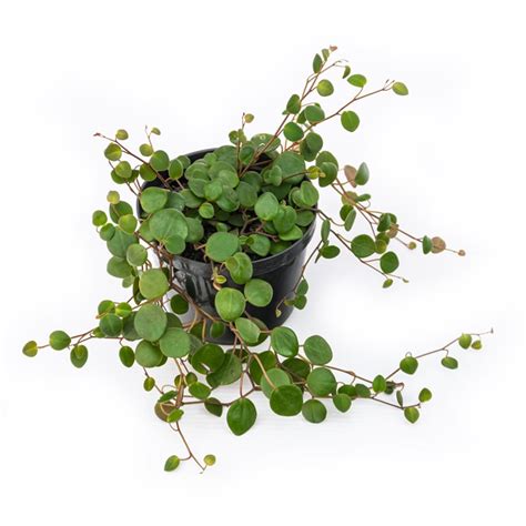 Planta Centavito Plantae