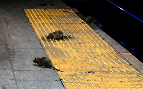 Rat Plague Rises Up From The Underground & Begins Melbourne CBD ...