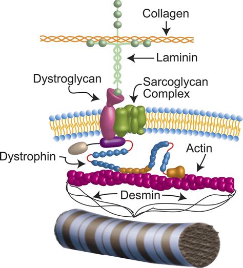 Dystrophin Sarcomere