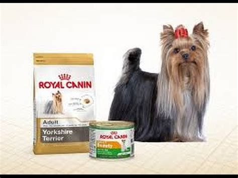 El Mejor Alimento Para Yorkshire Terrier Descubre La Opci N Ideal