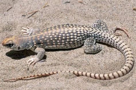 Desert Iguana Care Sheet Reptiles Cove