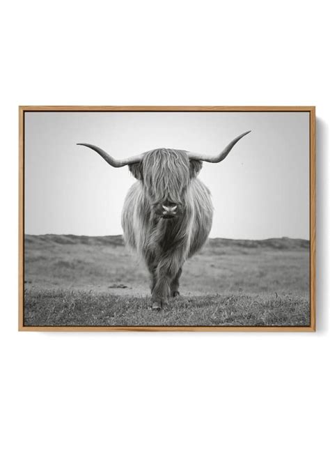 Highland Cattle Bull Art Print Poster | Animal | NoaNahiko.com Art Prints