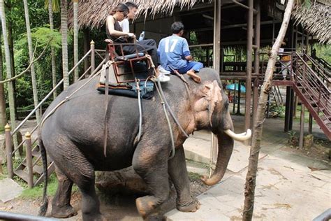 Namuang Safari Park Koh Samui Aggiornato 2017 Tutto Quello Che Cè