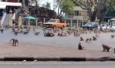 Sem turistas na cidade macacos lutam por uma banana na Tailândia