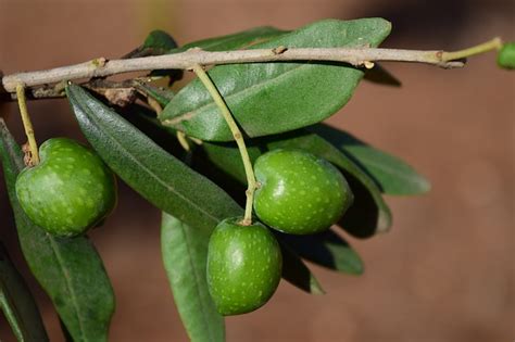 Masticare Foglie Di Olivo Fa Bene Infuso Di Olivo