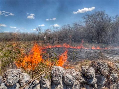 Incendio acaban con 10 hectáreas de maleza Yucatan Ahora