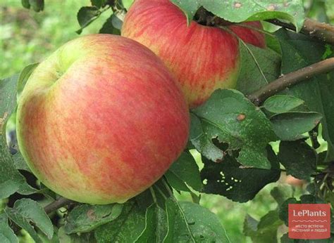 Яблоня 'Избранница' — описание сорта, характеристики | на LePlants.ru