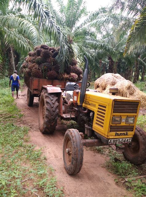 3f Oil Palm Company Introduces More Transport Incentives To Oil Palm