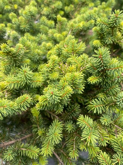 Picea Abies Pumila Maple Ridge Nursery