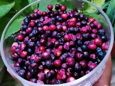 Falsa Fruit Benefits For Skin 5 Benefits Of Eating Indian Sherbet Berry