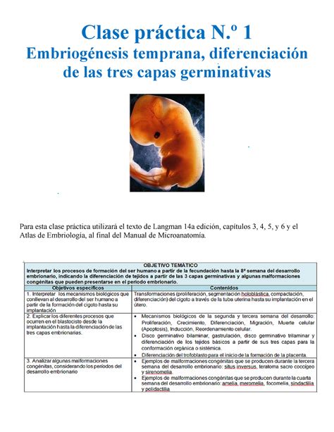 Embriogénesis Temprana Diferenciación De Las Tres Capas Germinativas Clase Práctica Nº 1