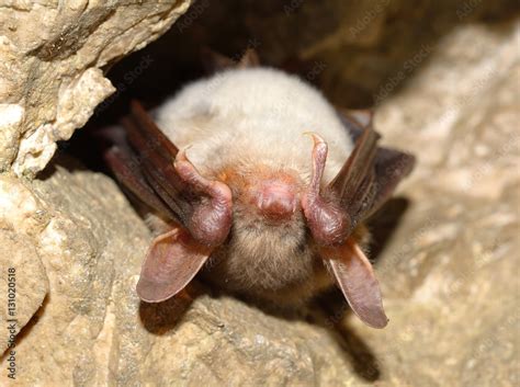 Lesser Mouse Eared Bat Myotis Myotis Stock Photo Adobe Stock