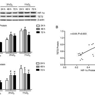 Effects Of Hypoxia On The Expression Of A Hif And B Tet Mrna In