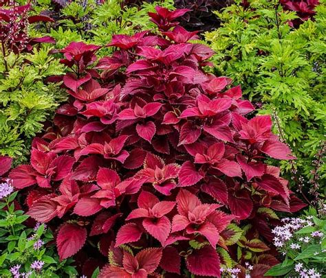 Coleus Leaves Turning Brown 5 Causes Solutions And Best Care Tips