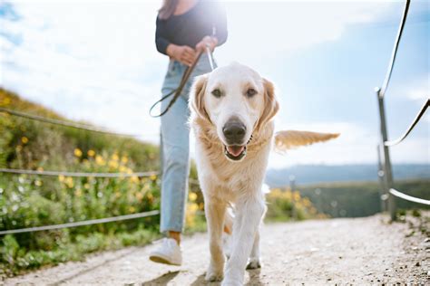 Why Chewy Stock Popped Today The Motley Fool