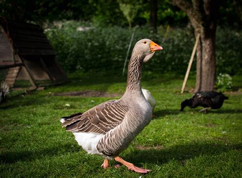 Giant Toulouse Dewlap Goose Flickr Photo Sharing