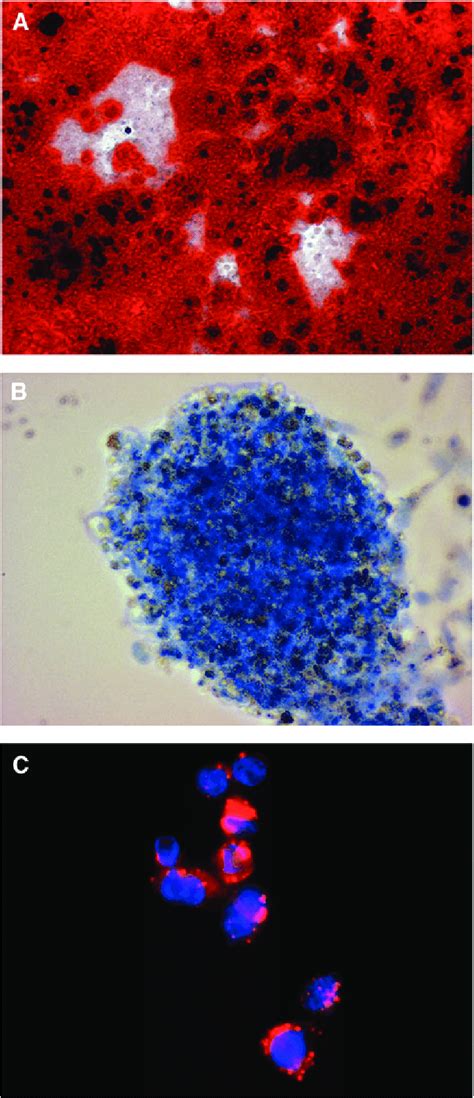 Cipsc Mscs Undergo Osteogenesis Chondrogenesis And Adipogenesis A