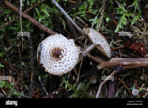 Lepiota Felina Nmente Conocida Como Cat Dapperling Hongo