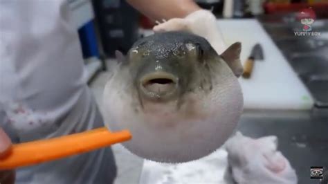 Pufferfish Eats Carrot Full Video Youtube