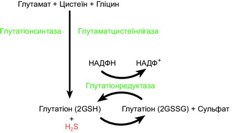 The scheme of glutathione action in the intestine cells [92 ...