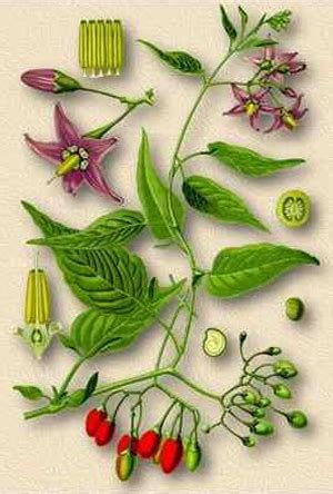 Червено кучешко грозде,SOLANUM DULCAMARA L.,Билка