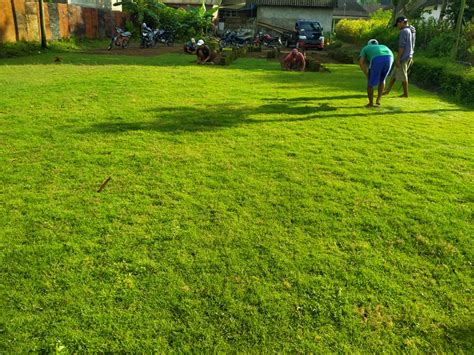 Harga Zoysia Japonica Per Meter Di Sidoarjo M2 JUAL RUMPUT TAMAN