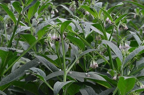 12 Uses for Comfrey Plants in the Garden and Homestead | Joybilee® Farm ...