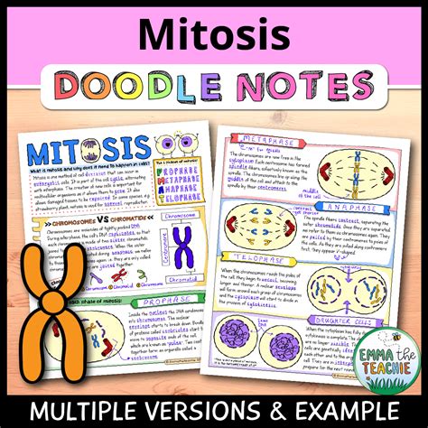 Mitosis Doodle Notes Emmatheteachie