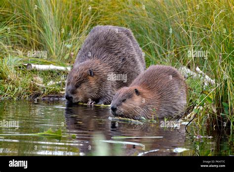 A mother and kit beavers eating bark from aspen tree branches on the ...