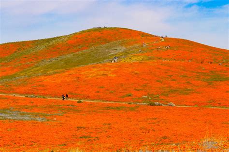 Antelope Valley California Poppy Reserve State Natural Reserve Map