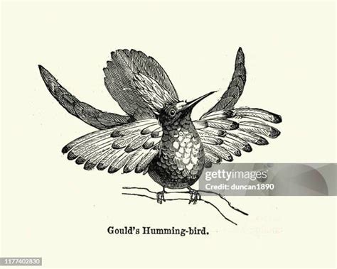 119 Hummingbird Black And White High Res Illustrations Getty Images