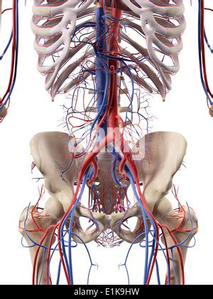 Abdominal Blood Vessels Computer Illustration Stock Photo Alamy