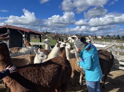 Wecandoo D Couvrez Un Levage De Lamas Et Transformez La Laine